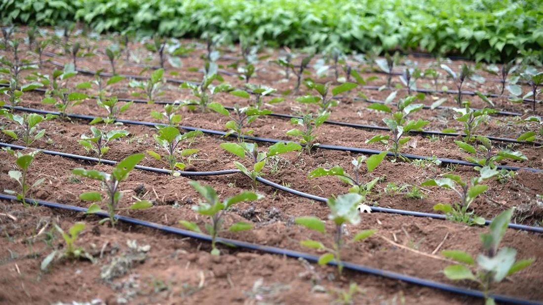 Irrigation engineering company Nigeria